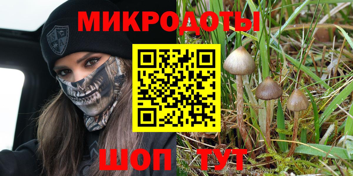 Псилоцибиновые грибы Psilocybine cubensis Апатиты